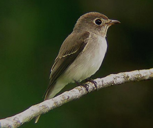 Намнаахай (Дагуурын намнаахай)